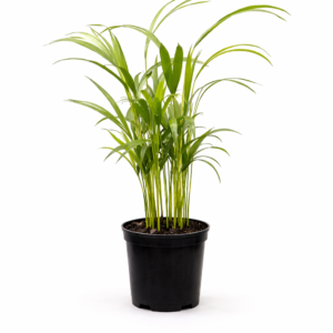 Chamaedorea seifrizii Bamboo Palm with feathery green fronds in a 15cm black plastic nursery pot on white background.