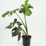 Monstera deliciosa with large split glossy green leaves in a 19cm black plastic nursery pot on white background.