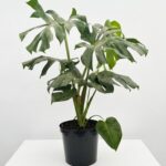 Monstera deliciosa with large split glossy green leaves in a 25cm black plastic nursery pot on white background.