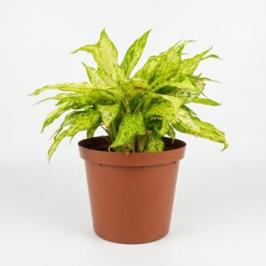 Dieffenbachia Compacta with green and creamy variegated leaves in a 25cm brown pot on white background