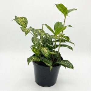 Dracaena godseffiana Gold Dust plant with green leaves and yellow spots in 15cm black plastic nursery pot on white background
