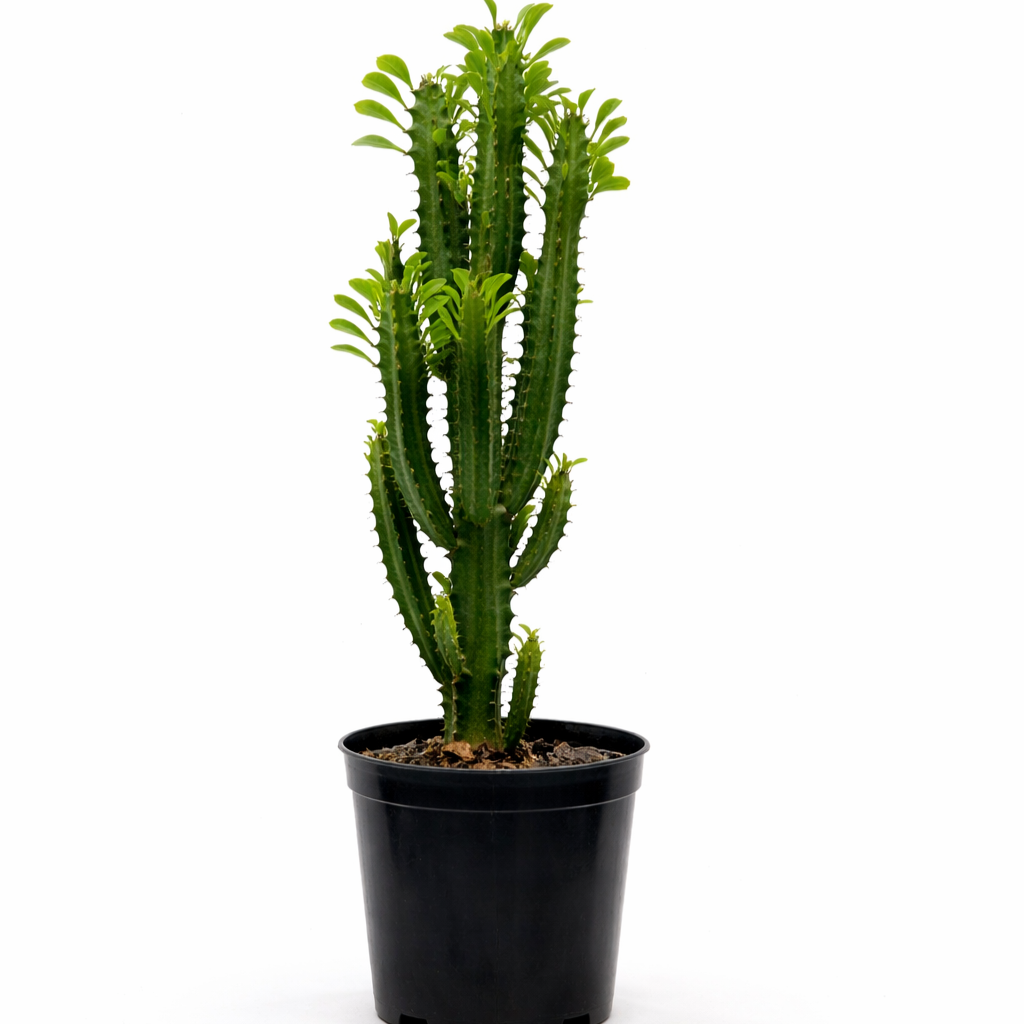 Euphorbia tri 15cm Euphorbia trigona African Milk Tree with upright green ridged stems in a 15cm black plastic nursery pot on white background