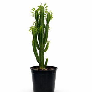 Euphorbia trigona African Milk Tree with tall upright green stems in a 30cm black plastic nursery pot on white background