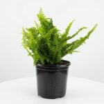 Nephrolepis exaltata Fluffy Ruffles fern with soft feathery green fronds in 17cm black plastic nursery pot on white background.