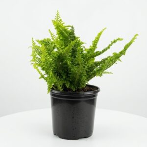 Nephrolepis exaltata Fluffy Ruffles fern with soft feathery green fronds in 17cm black plastic nursery pot on white background.