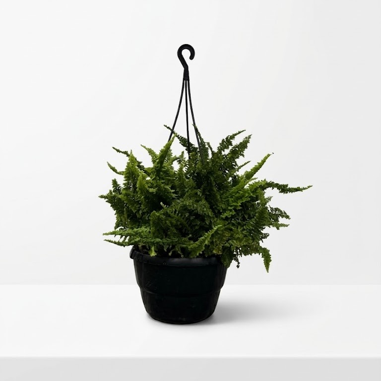 Fern Fluffy Ruffles HB Fluffy Ruffles Boston fern with dense soft green fronds in 20cm black hanging basket on white background