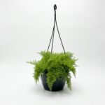 Fine leaf fern Nephrolepis with soft cascading green fronds in 20cm black hanging basket on white background