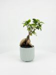 Ficus macrocarpa Ginseng bonsai with thick exposed roots and glossy green foliage planted in a ceramic pot on white background.