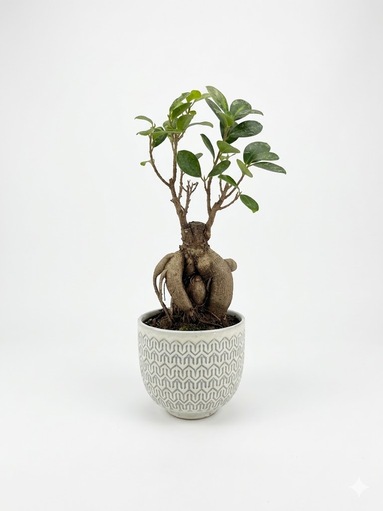 Fic gin bons pot Ficus macrocarpa Ginseng bonsai with thick exposed roots and glossy green foliage planted in a ceramic pot on white background.