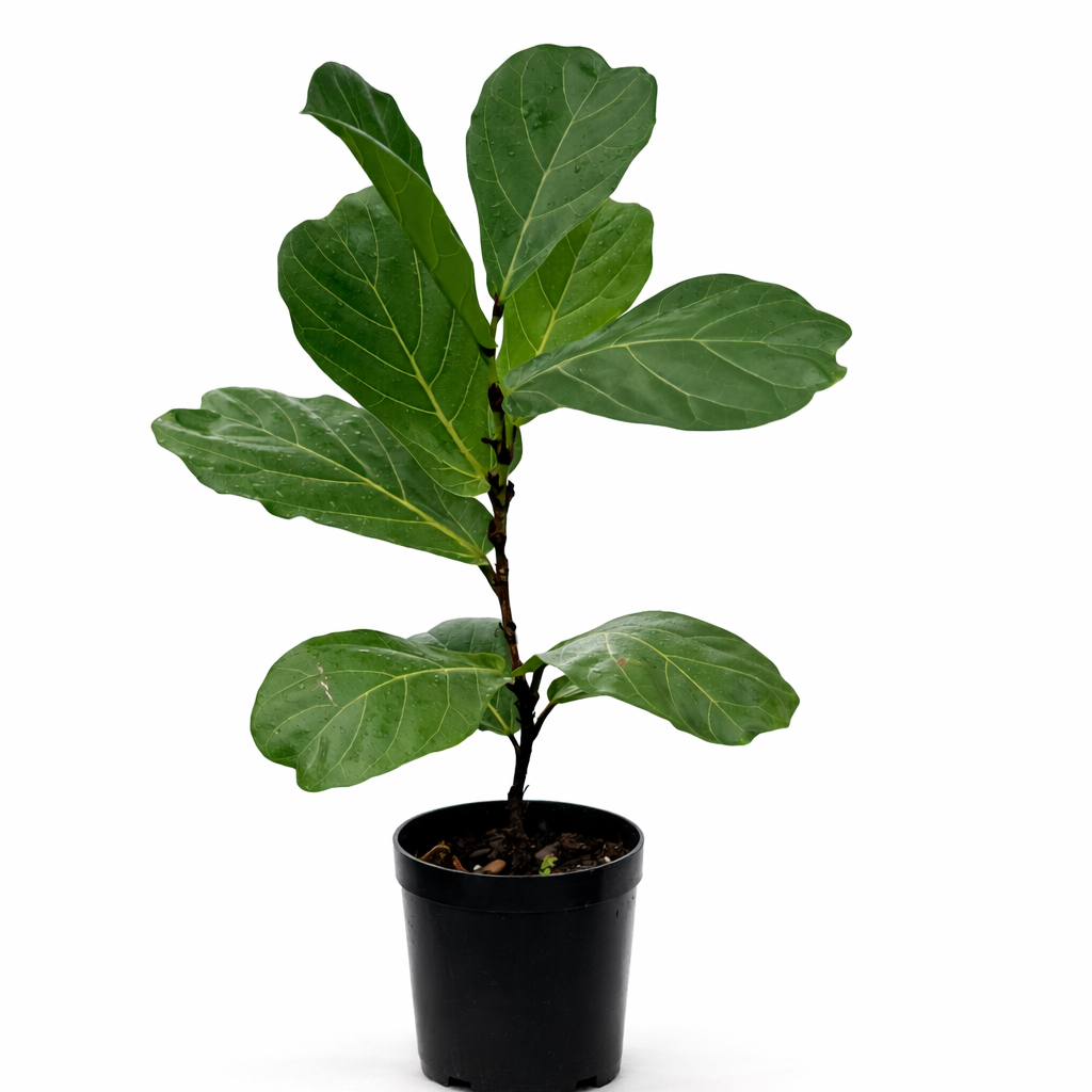 Ficus L 20cm 1 stem Ficus lyrata fiddle leaf fig with large glossy green leaves on a single stem in 20cm black plastic nursery pot on white background