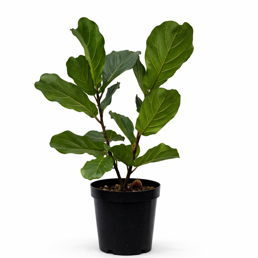 Ficus L 30cm 2 stem Ficus lyrata fiddle leaf fig with large glossy leaves on double stems in 30cm black plastic nursery pot on white background