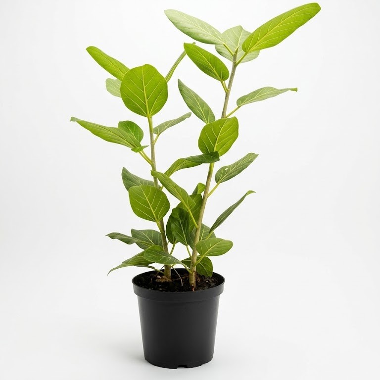 Ficus audrey 25cm Ficus benghalensis Audrey with soft matte green leaves in a 25cm black plastic nursery pot on white background.
