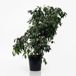 Ficus benjamina Weeping Fig indoor tree approximately 1.4m tall in 30cm pot with cascading green foliage on white background