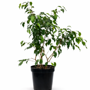 Ficus benjamina Weeping Fig indoor tree with cascading green foliage in 30cm black plastic nursery pot on white background