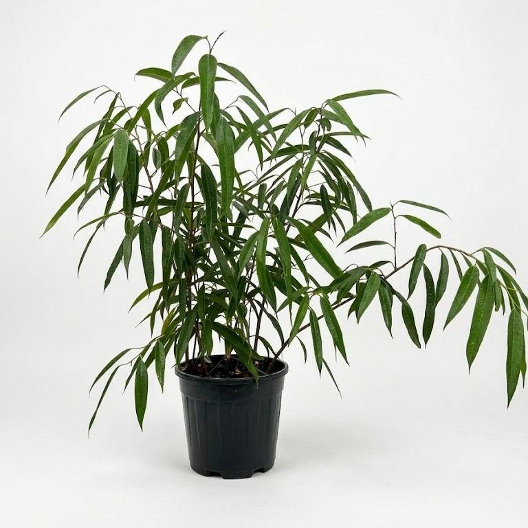 Ficus longi 30cm Ficus longifolia Narrow Leaf Fig indoor tree with slender green leaves in 30cm black plastic nursery pot on white background