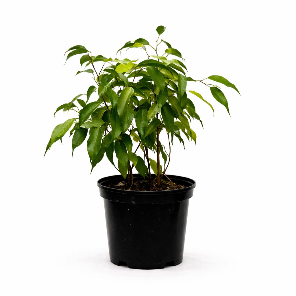 Ficus monique 17cm Ficus benjamina Monique with curly green leaves in a 17cm black plastic nursery pot on white background