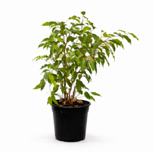 Ficus benjamina Monique with curly green leaves in a 20cm black plastic nursery pot on white background