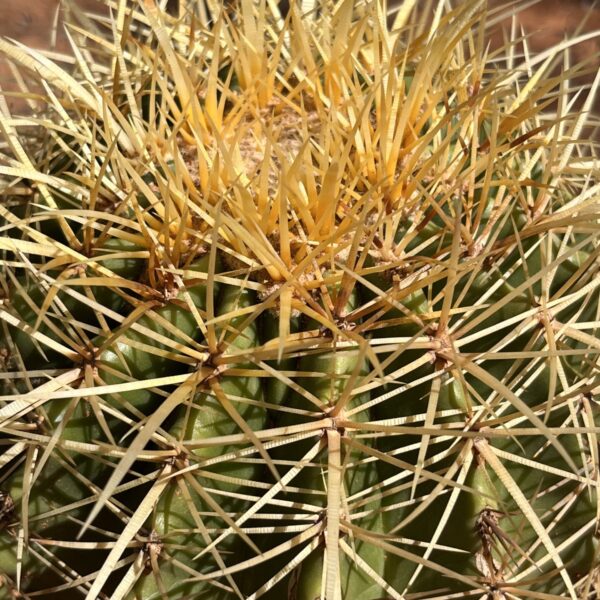 Echinocactus grusonii | Golden Barrel Cactus Indoor & Outdoor Plant - Image 3