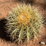 Echinocactus grusonii | Golden Barrel Cactus Indoor & Outdoor Plant