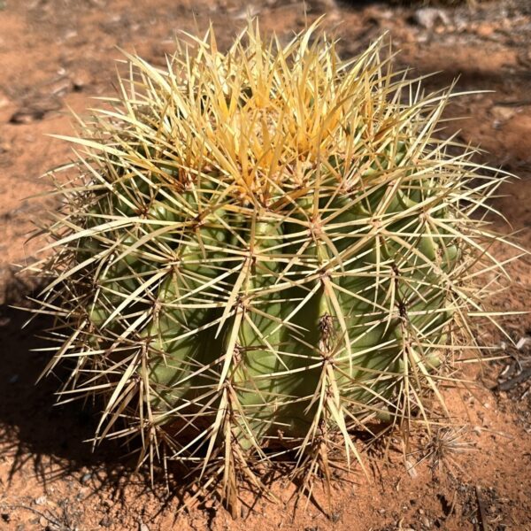 Echinocactus grusonii | Golden Barrel Cactus Indoor & Outdoor Plant - Image 2