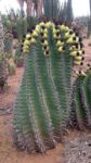 Ferocactus horridus | Spiny Barrel Cactus Indoor & Outdoor Plant