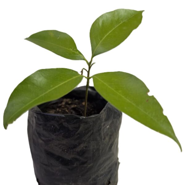 Litchi Tree in Grow Bag (Litchi chinensis Fruit Tree for Garden & Patio Growing) - Image 2
