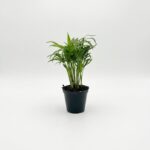 Chamaedorea elegans Love Palm with soft feathery green fronds in 9cm black plastic grow pot on white background