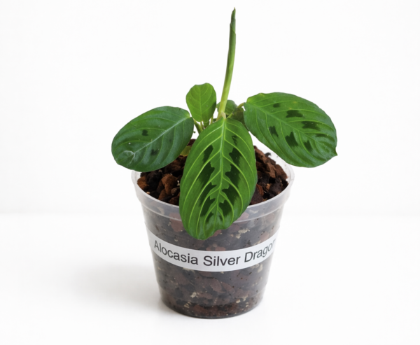 Rare Lemon Lime Maranta (9cm Pot) – Tropical Indoor Plant with Vibrant Lime Veined Leaves Exotic Houseplant - Image 2