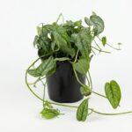 Monstera siltepecana with elongated green leaves and silver veining in a 19cm black plastic nursery pot on white background