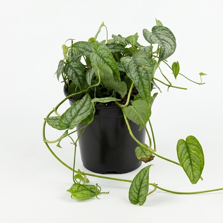Monst silt 17cm Monstera siltepecana with elongated green leaves and silver veining in a 19cm black plastic nursery pot on white background