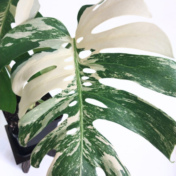 Monstera Albo - Variegated Monstera Borsigiana - 4 Leaf - Including Monstera Pot Stand - Image 2