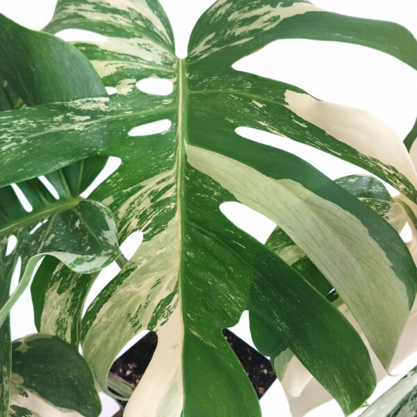 Monstera Albo - Variegated Monstera Borsigiana - 4 Leaf - Including Monstera Pot Stand - Image 3