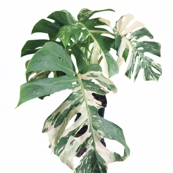 Monstera Albo - Variegated Monstera Borsigiana - 4 Leaf - Including Monstera Pot Stand - Image 6