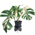 Monstera Albo - Variegated Monstera Borsigiana - 4 Leaf - Including Monstera Pot Stand