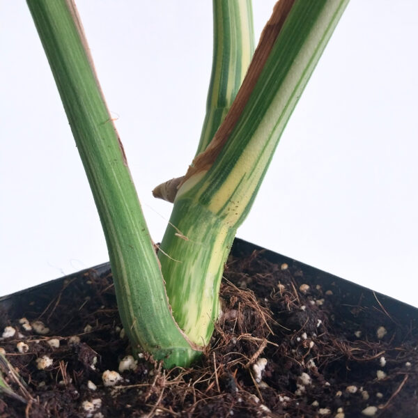 Monstera Albo - Variegated Monstera Borsigiana - 4 Leaf - Including Monstera Pot Stand - Image 4