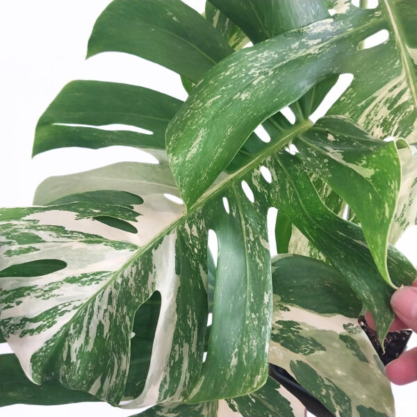 Monstera Albo - Variegated Monstera Borsigiana - 4 Leaf - Including Monstera Pot Stand - Image 5