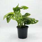 Monstera adansonii with perforated green leaves trailing from a 17cm black plastic nursery pot on white background.