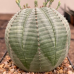 Euphorbia obesa Seeds (Living Stone Succulent Seeds – 25 Pack for Home Growing)