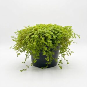 Soleirolia soleirolii Peace in the Home plant with small bright green trailing leaves in 12cm black plastic nursery pot on white background