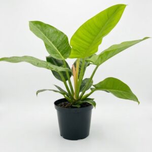 Philodendron Green Emerald with large glossy deep green leaves climbing a support in a 25cm black plastic nursery pot on white background.