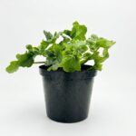 Philodendron Atom compact indoor plant with glossy deeply lobed green leaves in black plastic grow pot on white background