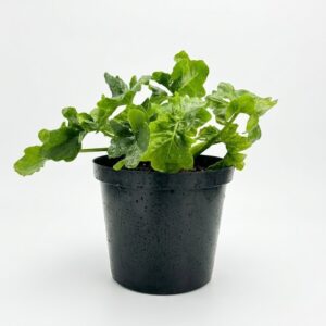 Philodendron Atom compact indoor plant with glossy deeply lobed green leaves in black plastic grow pot on white background