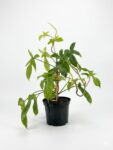 Philodendron Florida Green climbing indoor plant with deeply lobed tropical green leaves in black plastic grow pot on white background