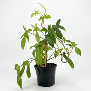 Philodendron Florida Green climbing indoor plant with deeply lobed tropical green leaves in black plastic grow pot on white background