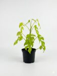 Rhaphidophora tetrasperma Philodendron Minima with split green leaves in 19cm black plastic nursery pot on white background