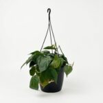 Philodendron scandens Heartleaf Philodendron with trailing green vines in 20cm black hanging basket on white background