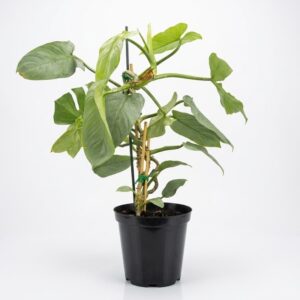 Philodendron Silver Sword climbing indoor plant with elongated metallic silver blue leaves in black plastic grow pot on white background