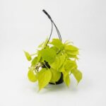 Philodendron Neon trailing indoor plant with bright lime green heart shaped leaves in black plastic grow pot on white background