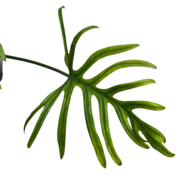 Philodendron Elegans – Skeleton Leaf Tropical Climbing Plant - Image 3