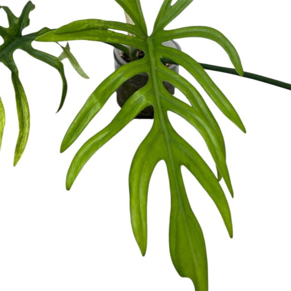 Philodendron Elegans – Skeleton Leaf Tropical Climbing Plant - Image 2